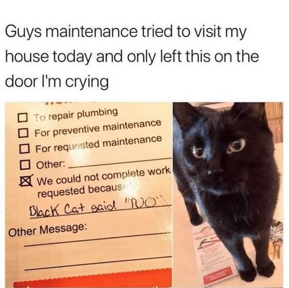 cat black cat said no