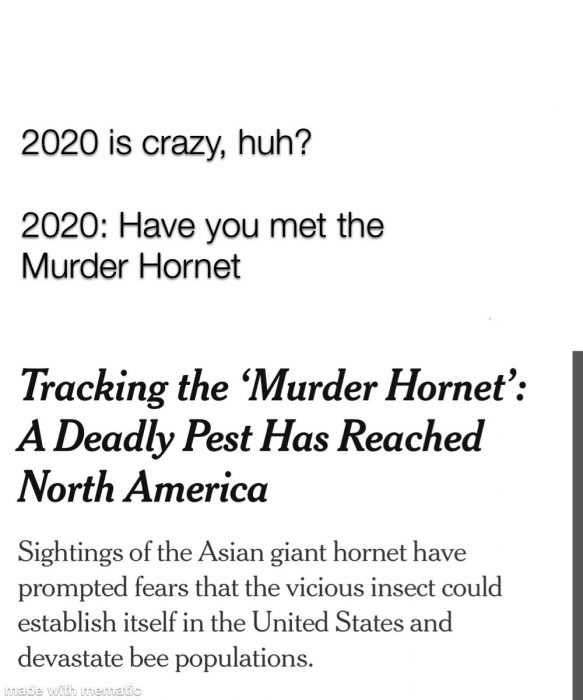 meme featuring someone saying 2020 is crazy and 2020 replying with have you met the murder hornet