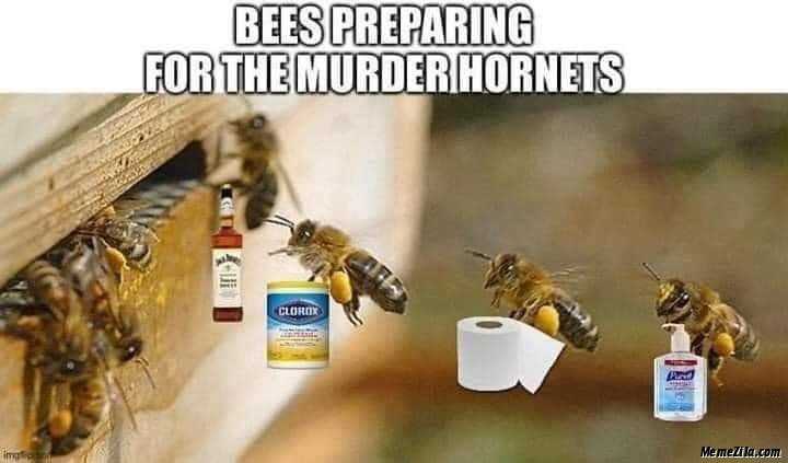 meme featuring honey bees hoarding alcohol, toilet paper and lysol to prepare for murder hornets