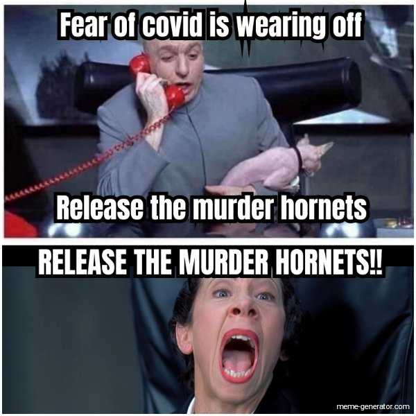 42 Murder Hornet Memes Because This Is Seriously A New Level Of Chaos