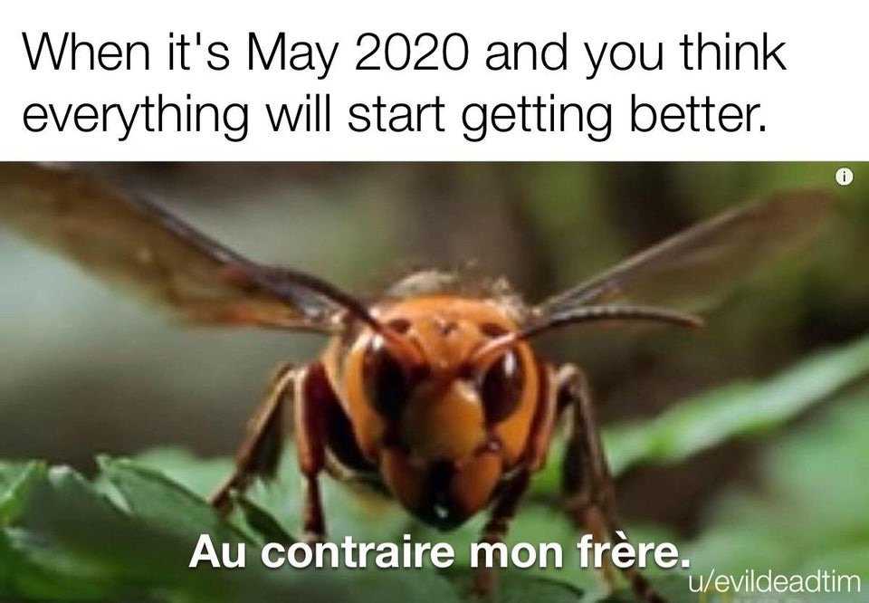 meme featuring a murder hornet saying au contraire mon frere