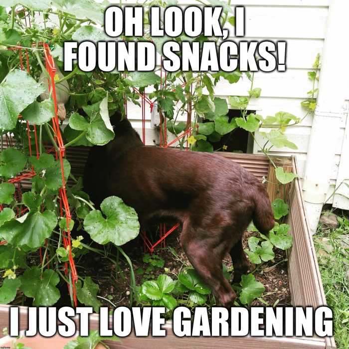 30 Home Gardening Memes For A Good Thyme The Funny Beaver