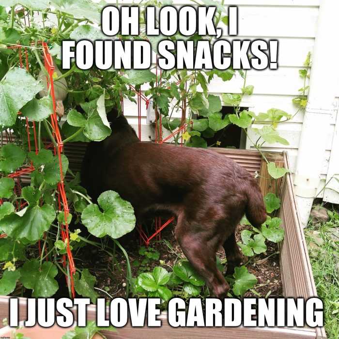 garden found snacks