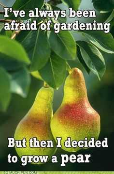 gardening meme about being afraid of gardening but deciding to growing a pear