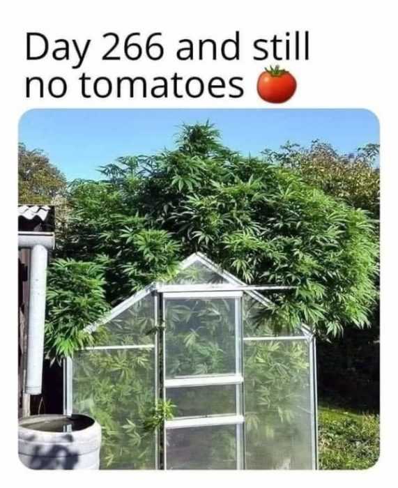 garden no tomatoes