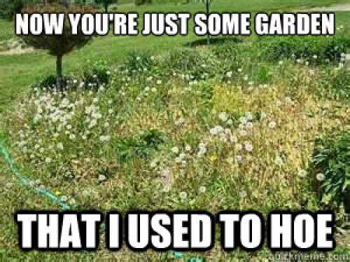 garden used to hoe