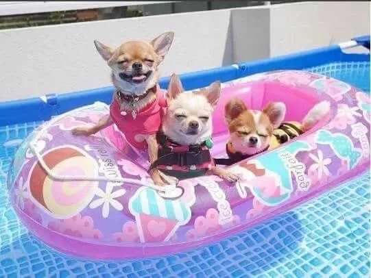pool dog pool grouip
