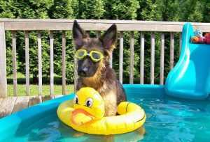 pool dog sunglasses