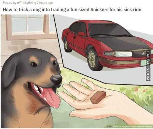 wiki tricka dog