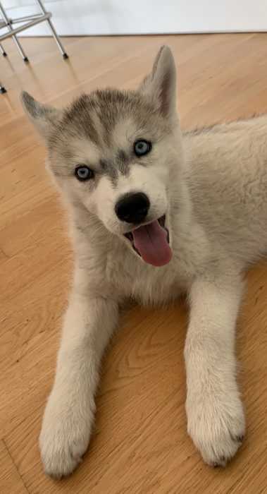 Luna Husky Puppy awake after nap