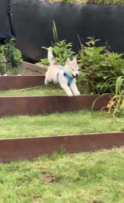 Luna Husky Puppy Running Like the Wind