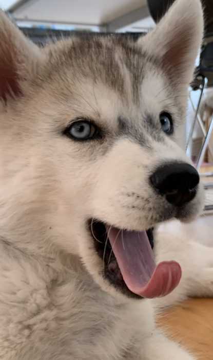 Luna Husky puppy mid yawn