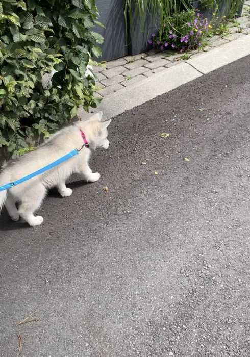 luna the husky pup going for a walk