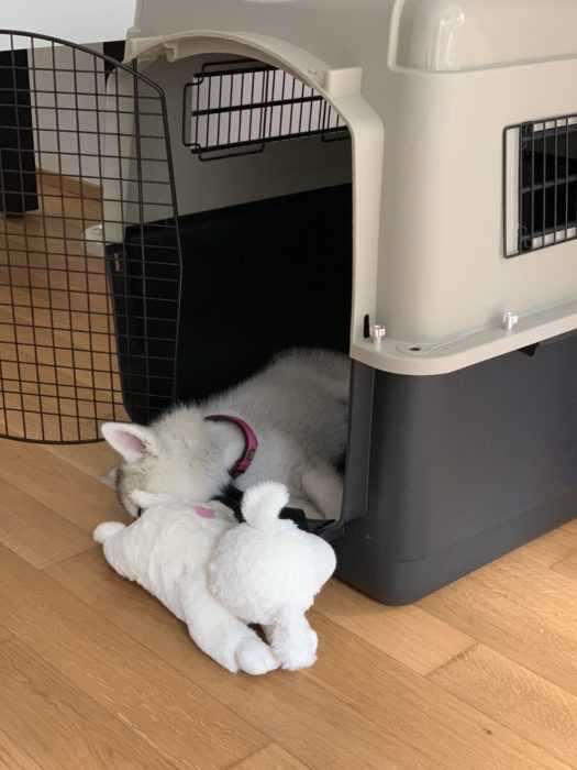 luna the husky pup having an afternoon nap in her crate