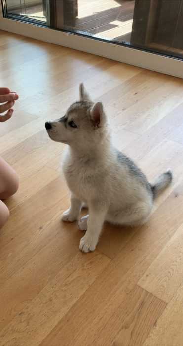 luna the husky pup learning to sit