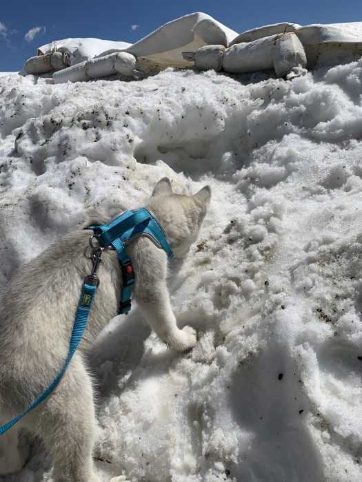 luna husky pup stepping on snow hesitantly