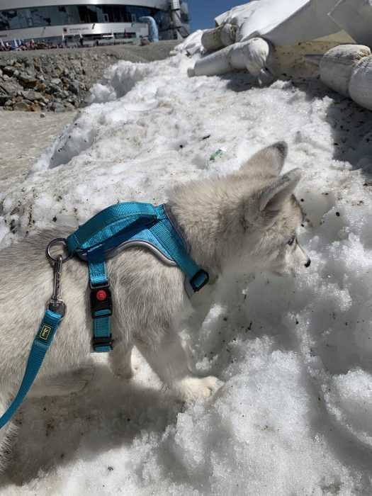 luna the husky puppy seeing snow for the first time