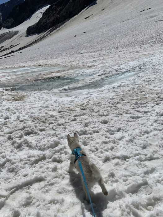 luna the husky puppy taking in the glacier