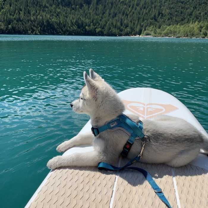 husky puppy sitting on a standup paddle board on a lake