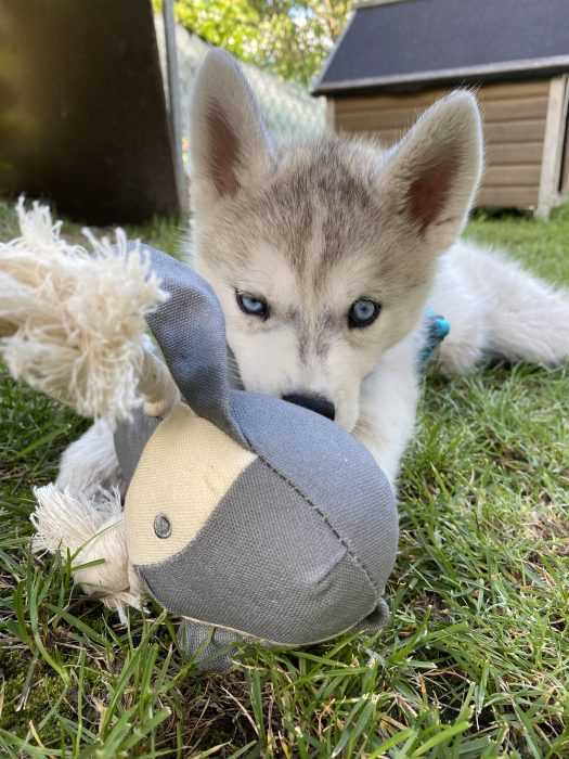 husky puppy lying on grass chewing on toy