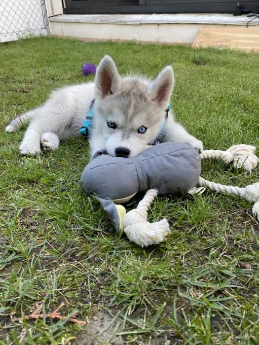 husky puppy lying on grass chewing on toy 2