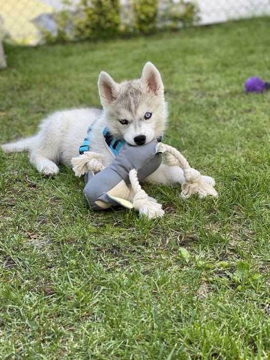 husky puppy lying on grass chewing on toy 3