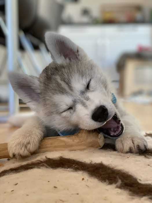 husky puppy lying on carpet chewing on stick with eyes closed 