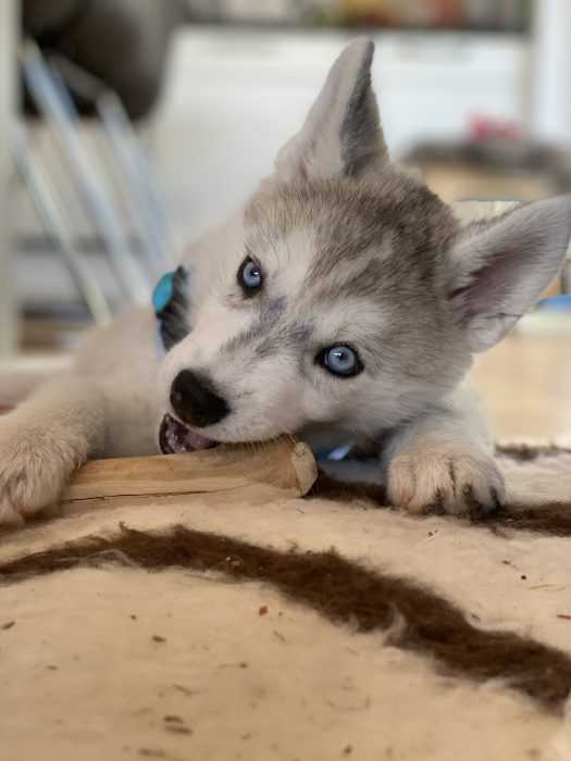 husky puppy lying on carpet chewing on stick with eyes open