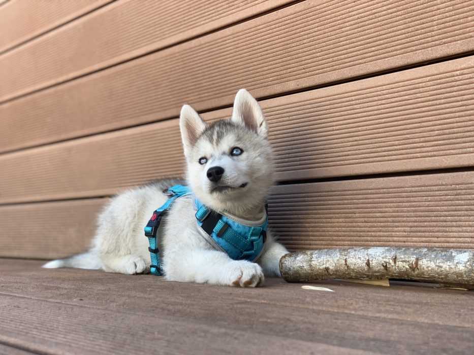 husky puppy on deck with big stick looking up