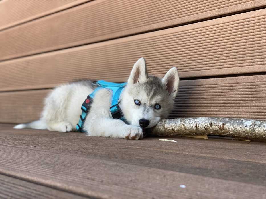 husky puppy lying on deck chewing on big stick