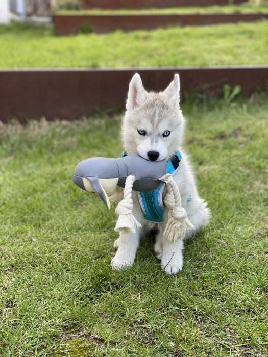 husky puppy sitting on grass holding on to toy in mouth