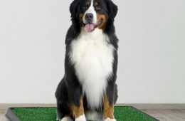 Artificial Grass Dog Bathroom