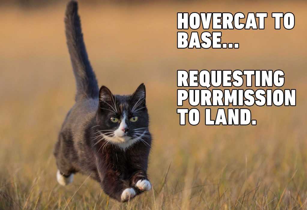 cat-hovercat