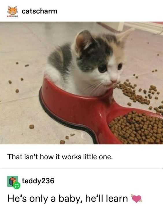 cat-ittle-one
