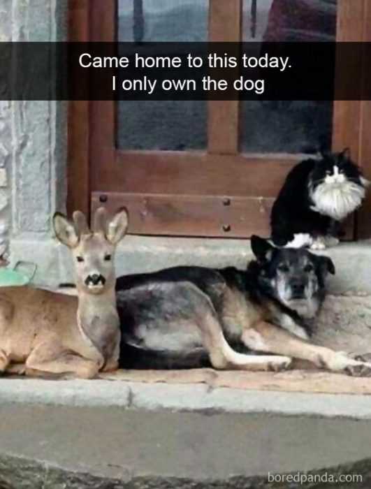 cat-only-own