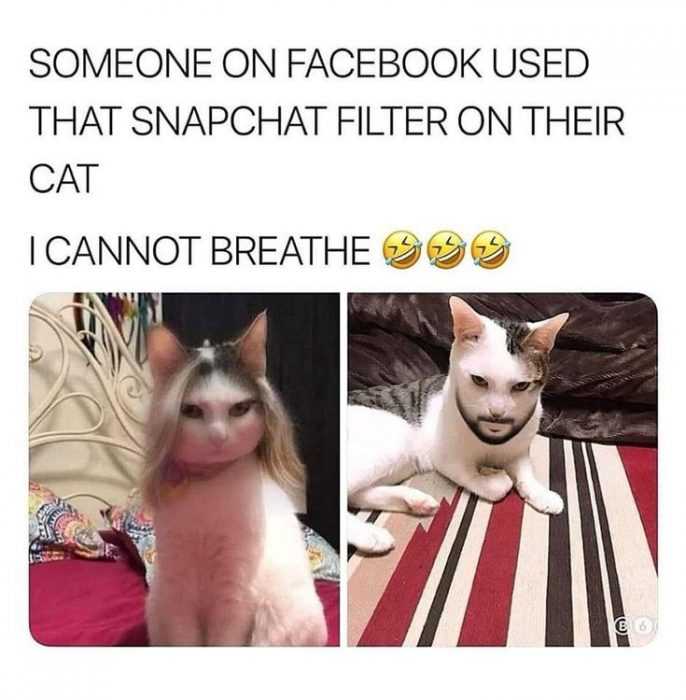 cat used snapchat