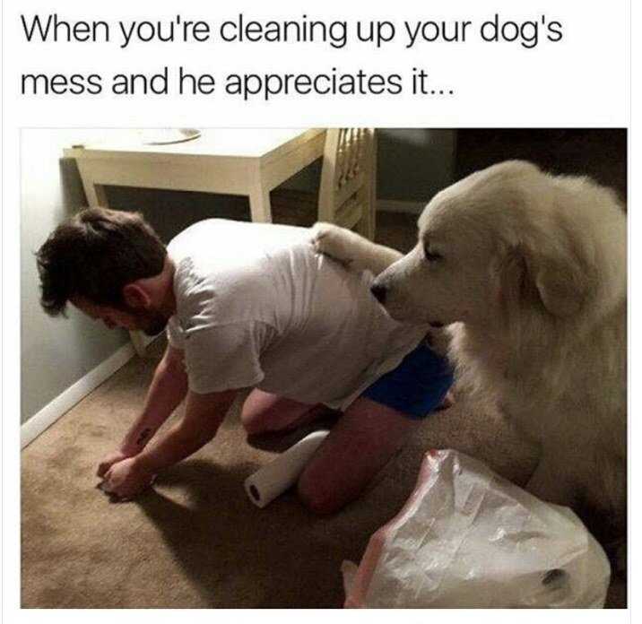 dog cleaning up