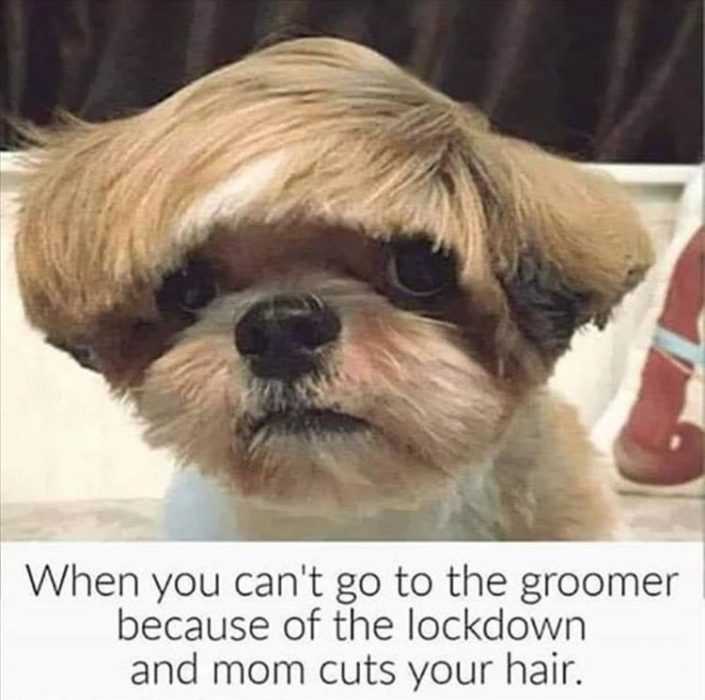 dog groomer