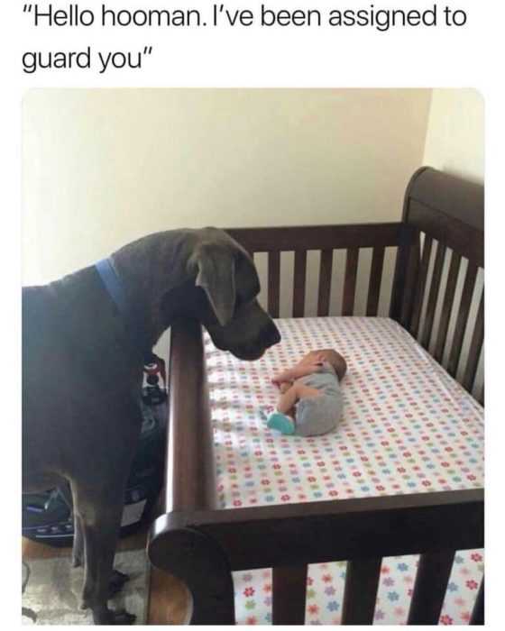 dog human guard you
