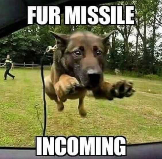 dog-incoming