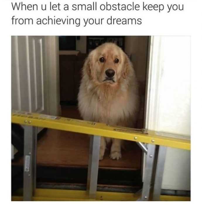 dog obstacle