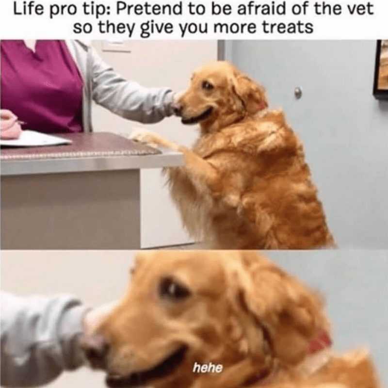 dog pro tip