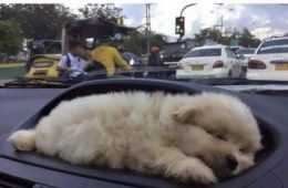 Dog Puppy Holder