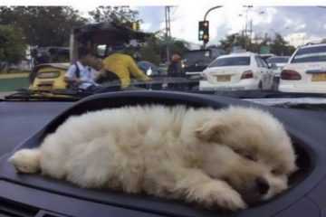 Dog Puppy Holder