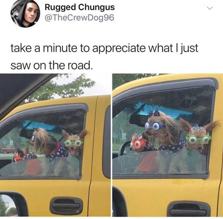 dog saw road