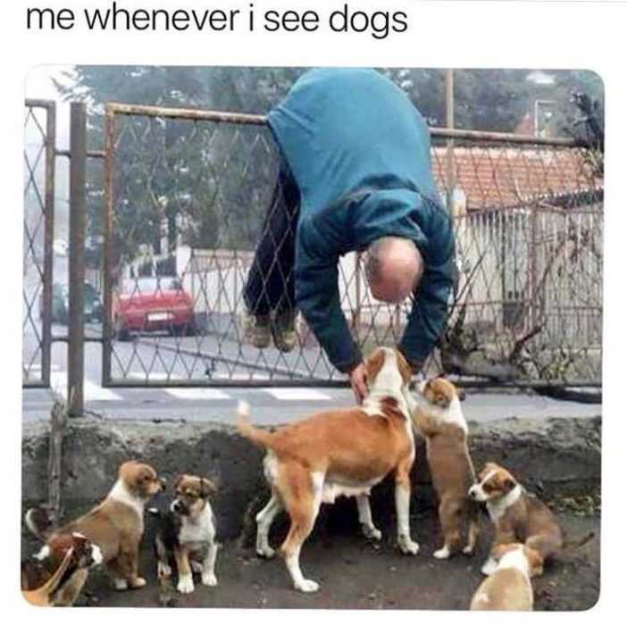 dog whenever isee