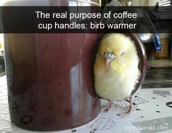 meme-birb-warner