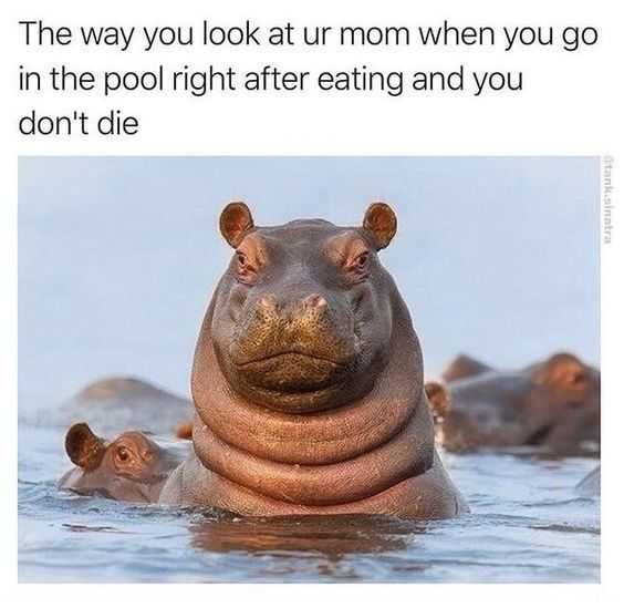 meme-hippo-pool