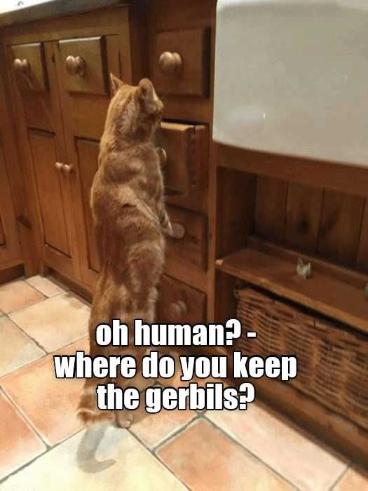meme-human-where