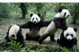 Meme Panda Squad